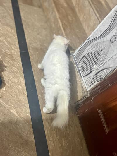 Cute and Playful Kittens for Adoption