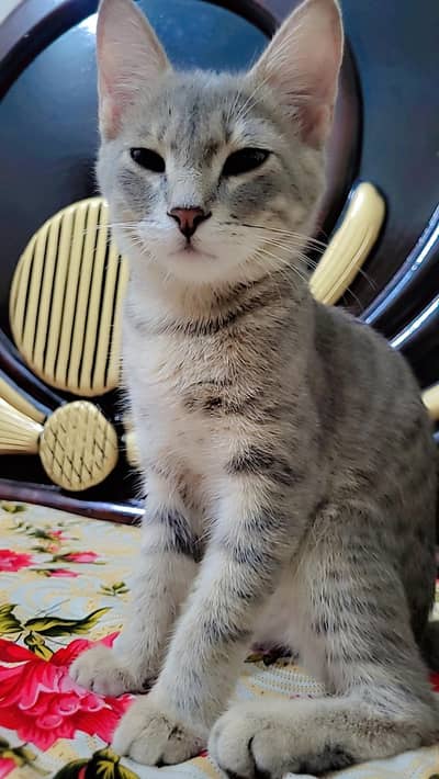 sale male cat and female cat persion pair