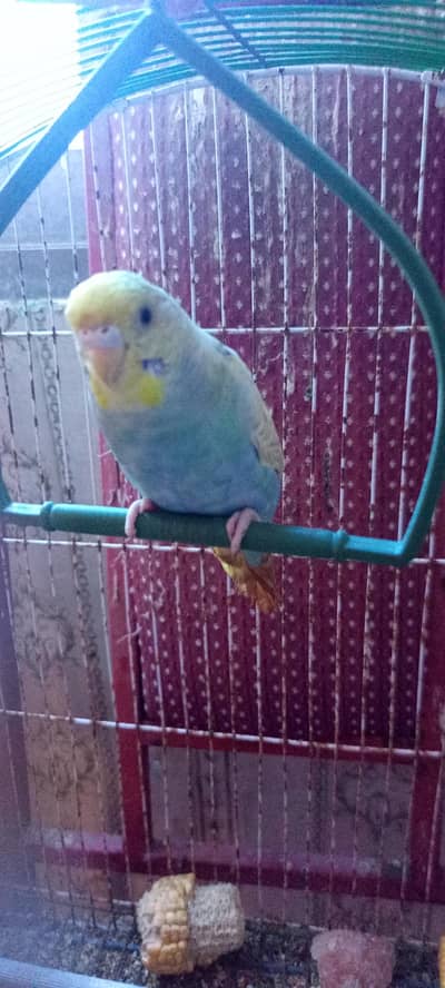 Budgies Rainbow Phatta, Fawn Java Female