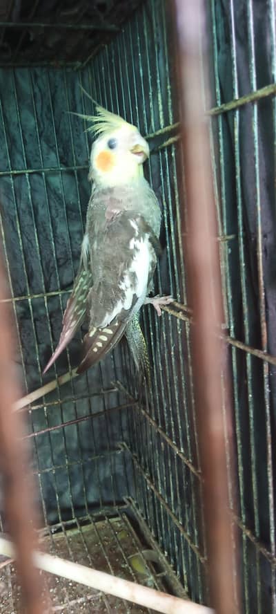 cocktail male
