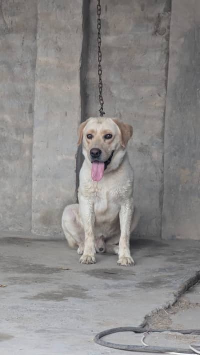 British Labrador Young Male 11 Months Age/0/3/0/6/8/6/2/6/5/3/0