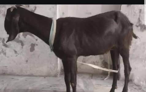 Bakri for sale doodh wali bakri ai bar sui hai.  03346030146 whatsapp