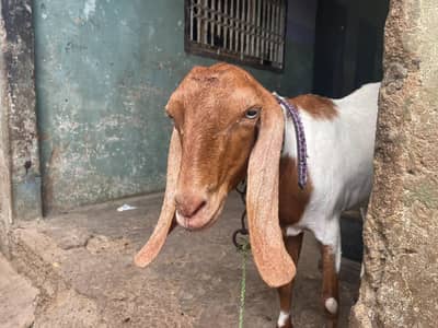 1 bakri ka sat 2 female bacha