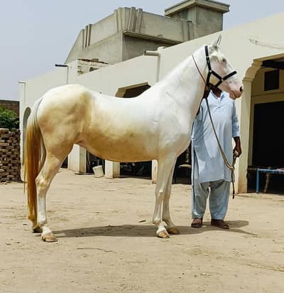 pregnant ghori pure ravi breed  hight 63