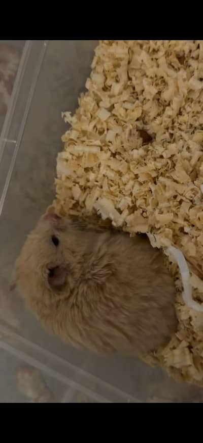 Hamster for sale