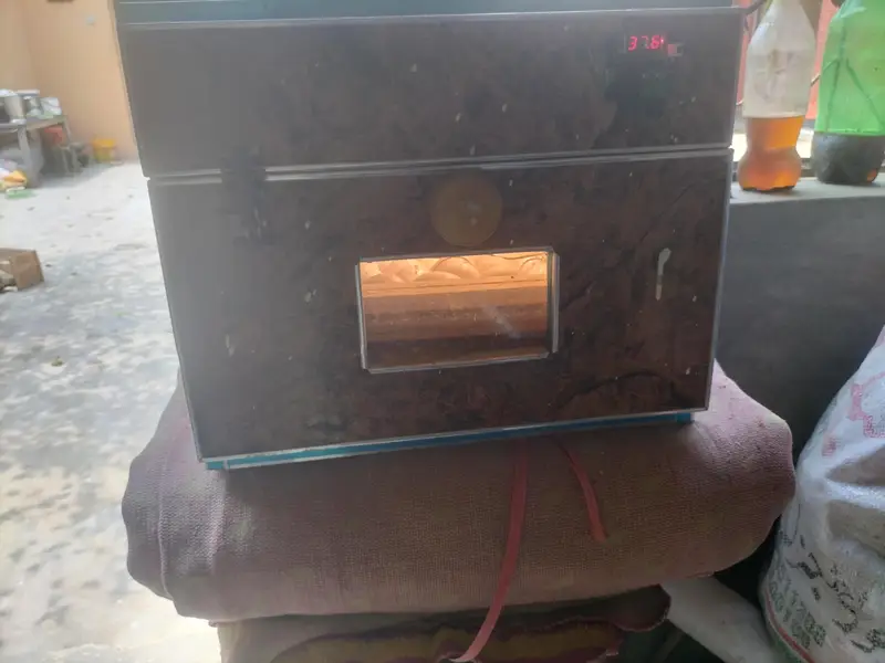 incubator — photo 3