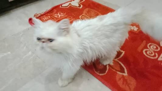 urgent sale