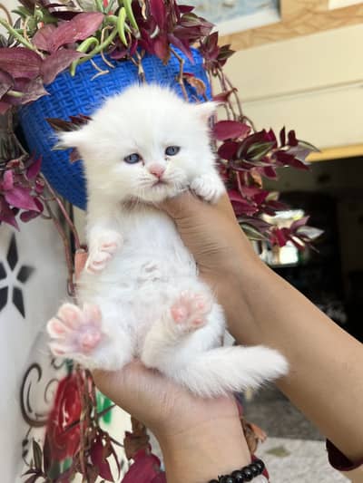 Petrion kittens for sale