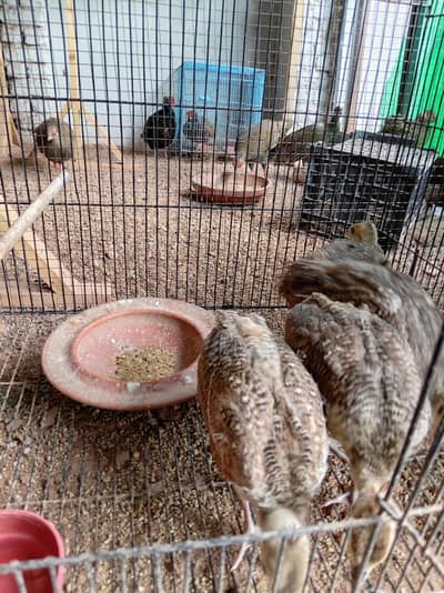 Healthy Peacock Chicks for Sale 4 Available