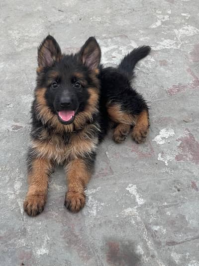 German Sheferd long coat puppies