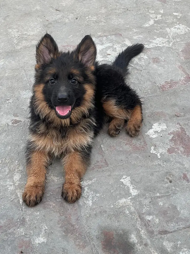 German Sheferd long coat puppies