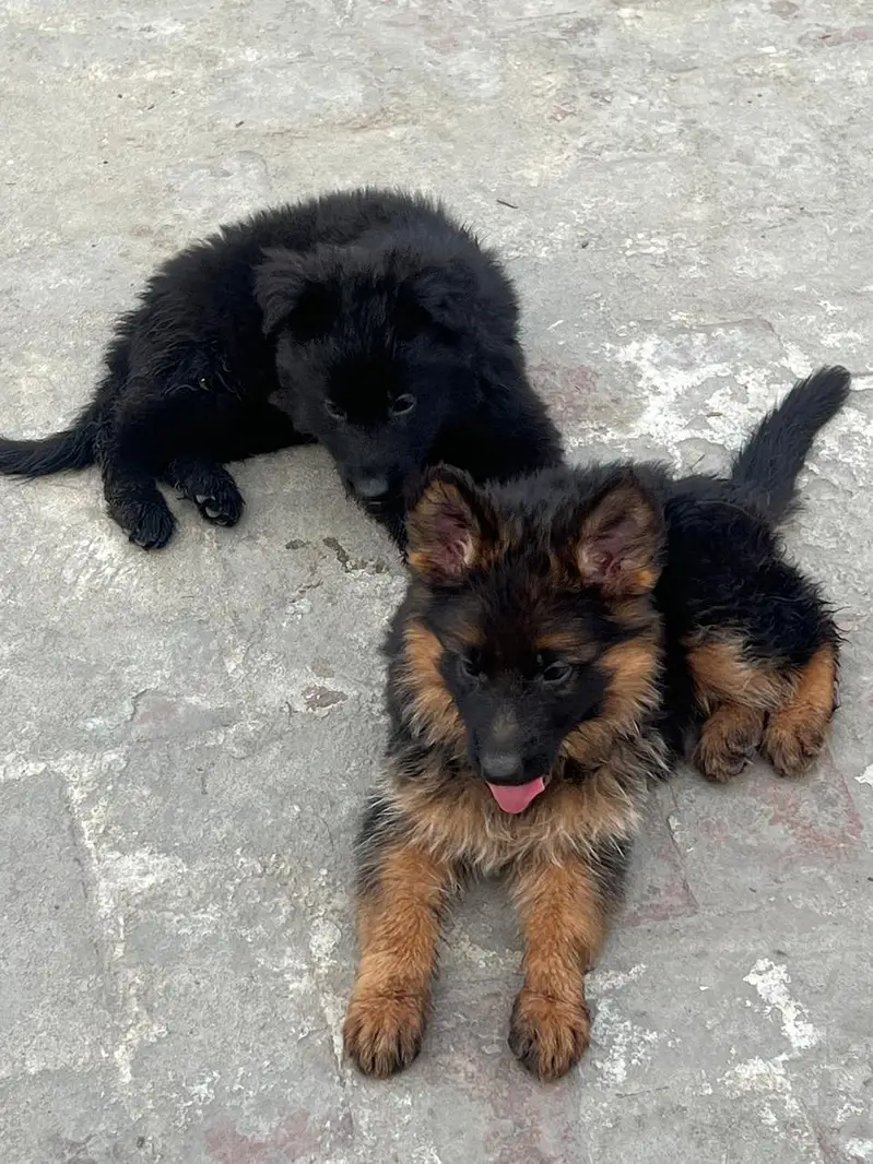 German Sheferd long coat puppies — photo 2