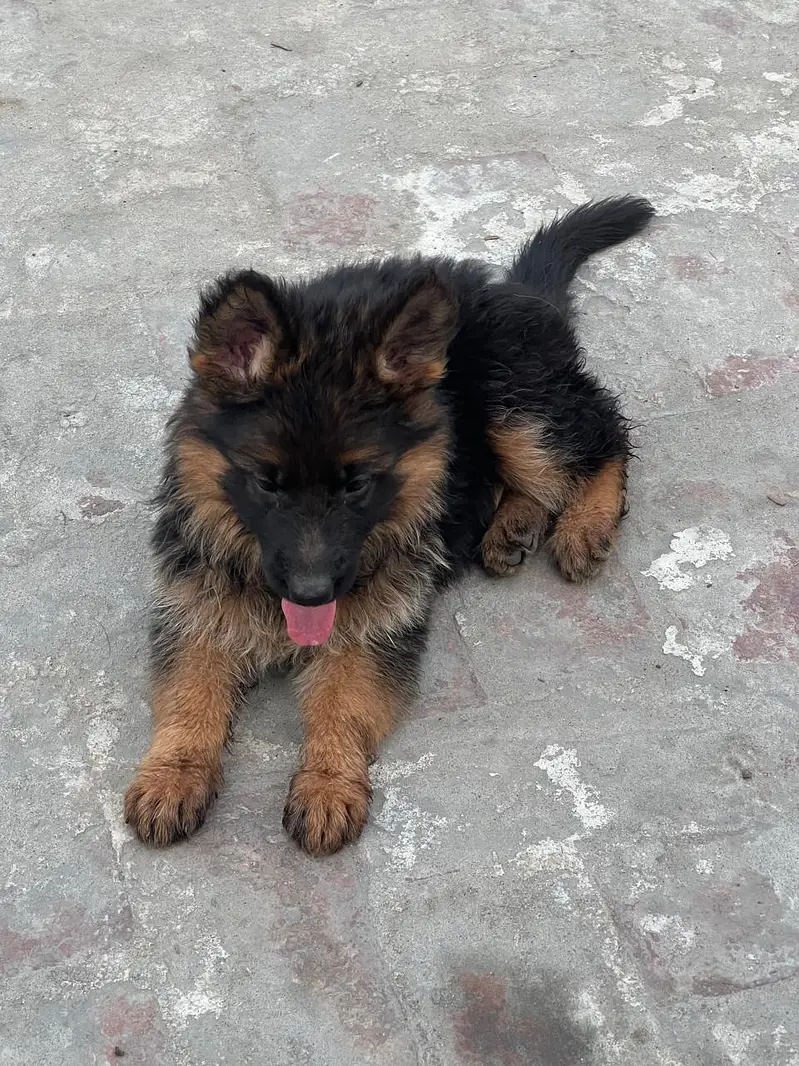 German Sheferd long coat puppies — photo 3