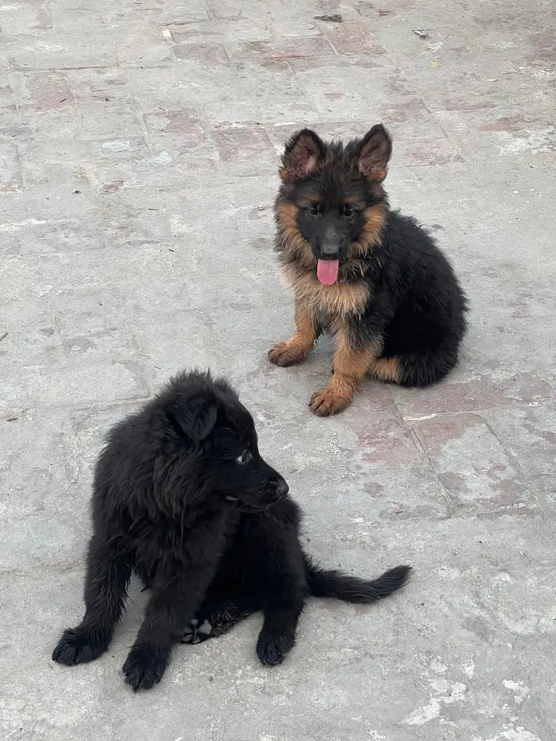 German Sheferd long coat puppies — photo 4