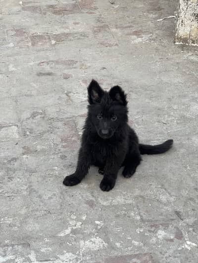 German Sheferd long coat puppies