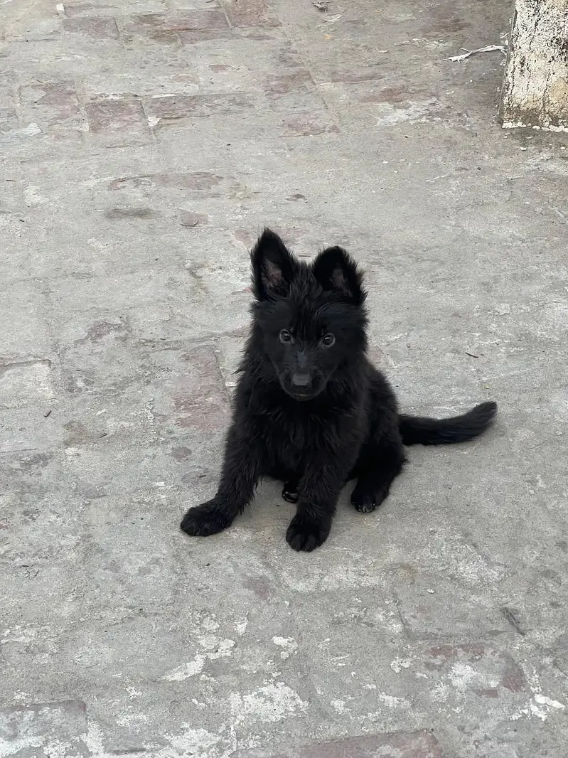 German Sheferd long coat puppies — photo 5