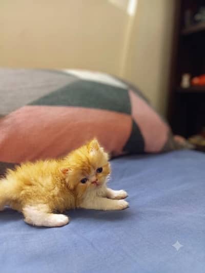 pure peke face kitten