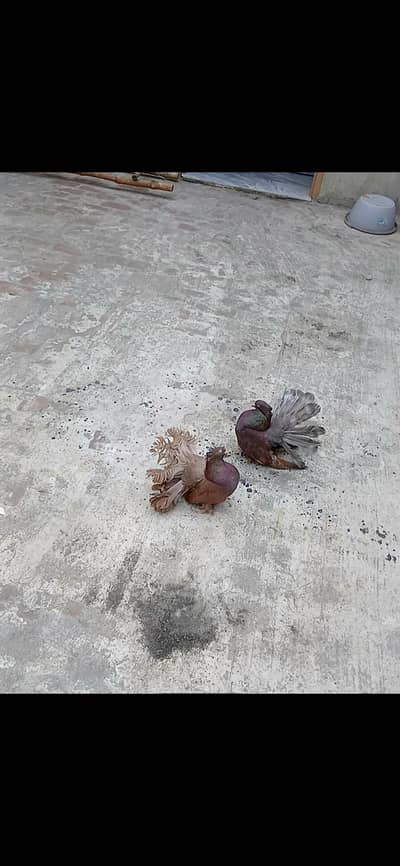 american faintail pigeons breeder pair ,urgent sale, i need money