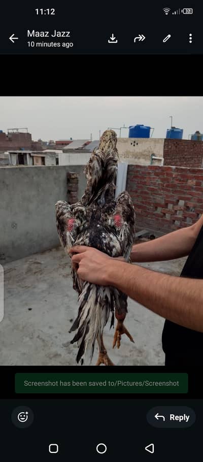 Mashallah healthy and active male for sale