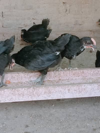 austrolop chiks