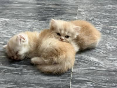 Persian Cat/Kitten
