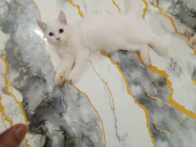 Kitten pair