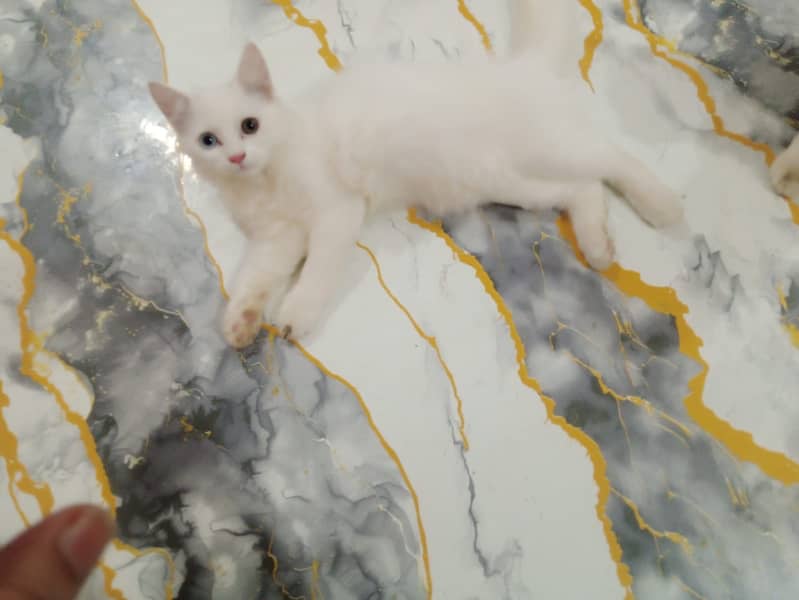 Kitten pair 0