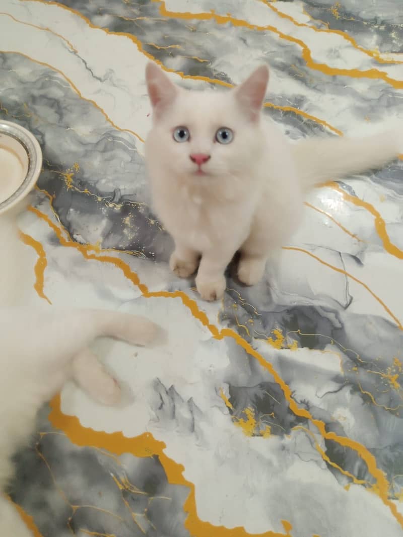 Kitten pair 1