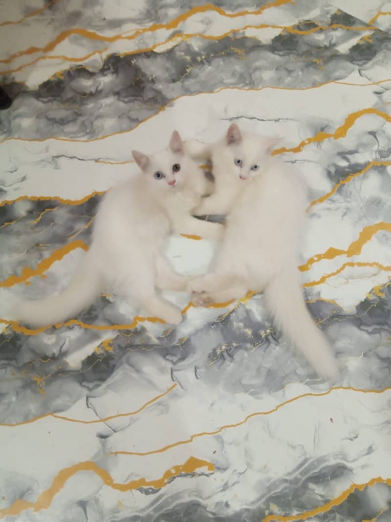 Kitten pair 2