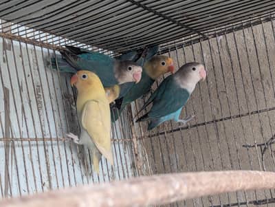 Parblue Lovebirds