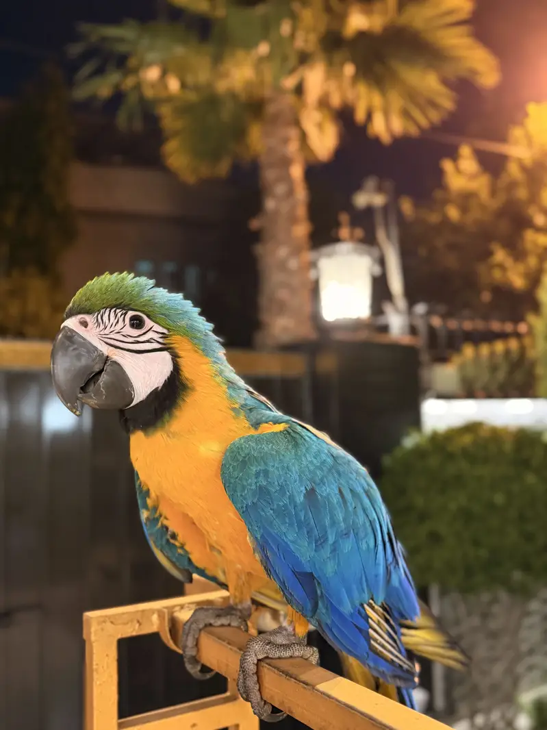 Molacan cockatoo self green wing macaw   mullacan — photo 8