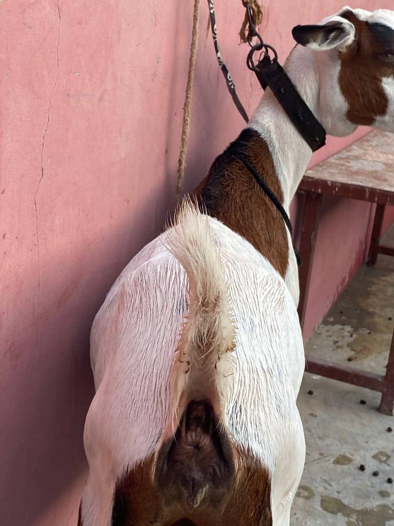 teddy bakri abluck 5