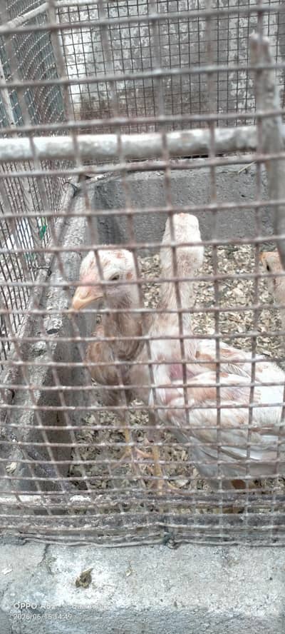 aseel chicks forsale