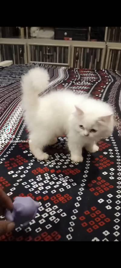 female kitten
