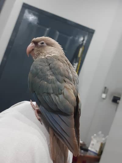 blue cheek conure/cinnamon conure