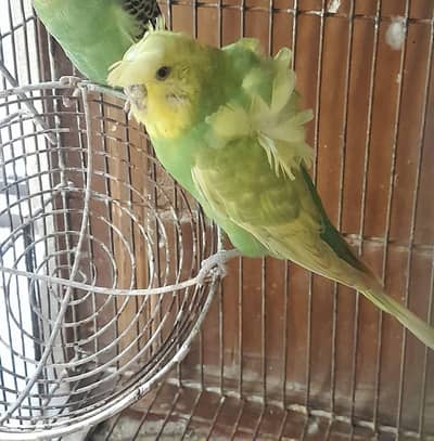hogoromo, lutino cocktail chick