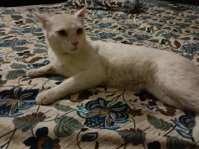 Persian Male Cat