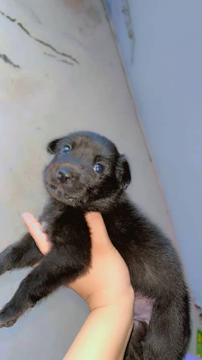 Black  shephers male puppy