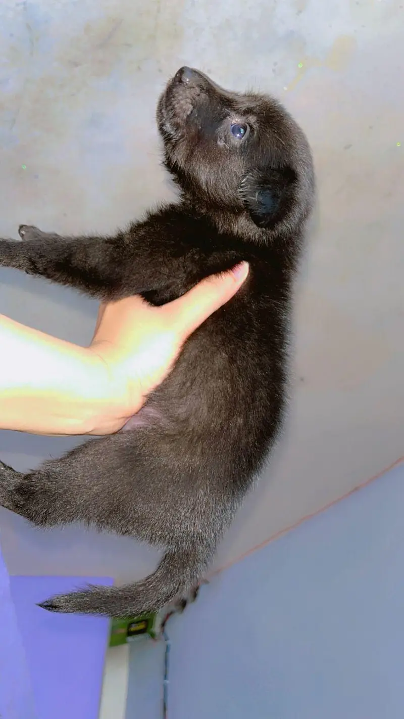 Black  shephers male puppy — photo 2