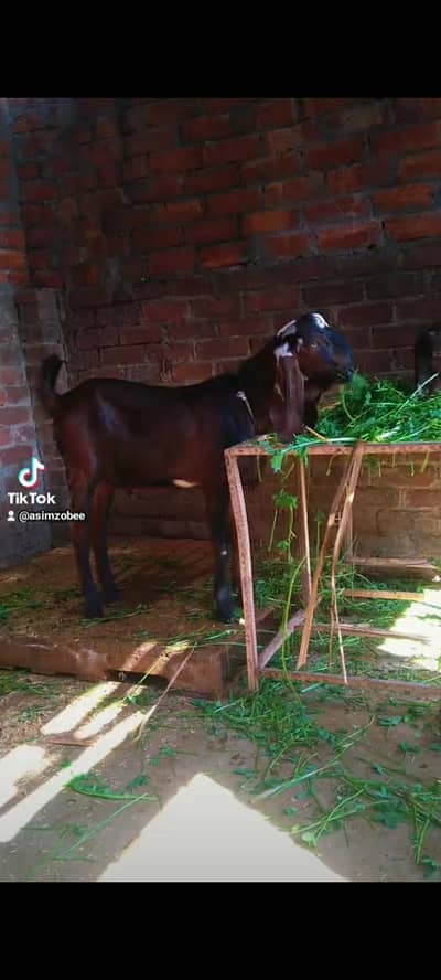 dasi bakra bacha 03234438191