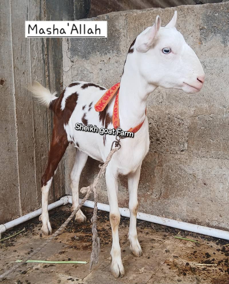 Bakri 0