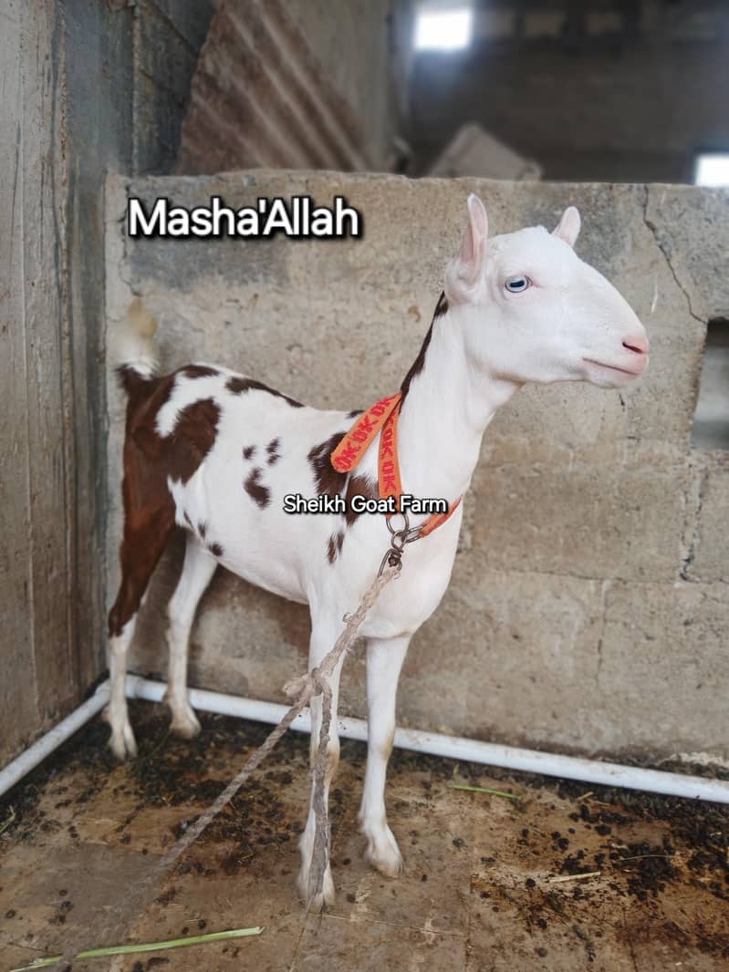 Bakri 1