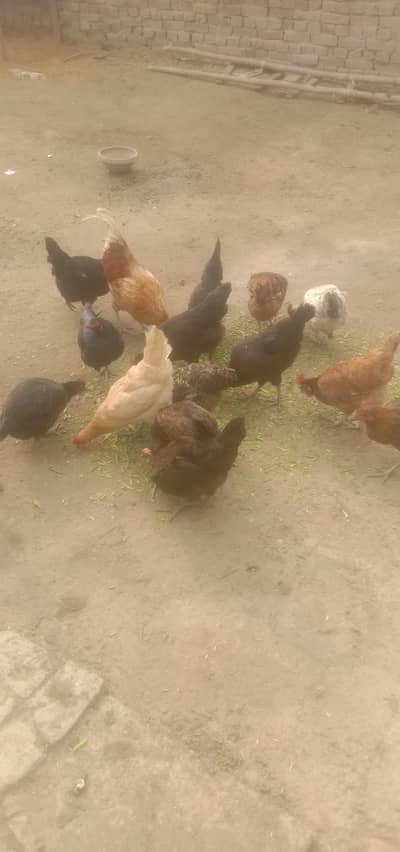 Dehat ki pure Desi hen