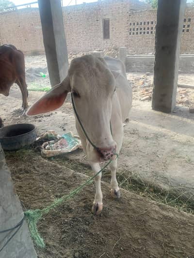 white color cow
