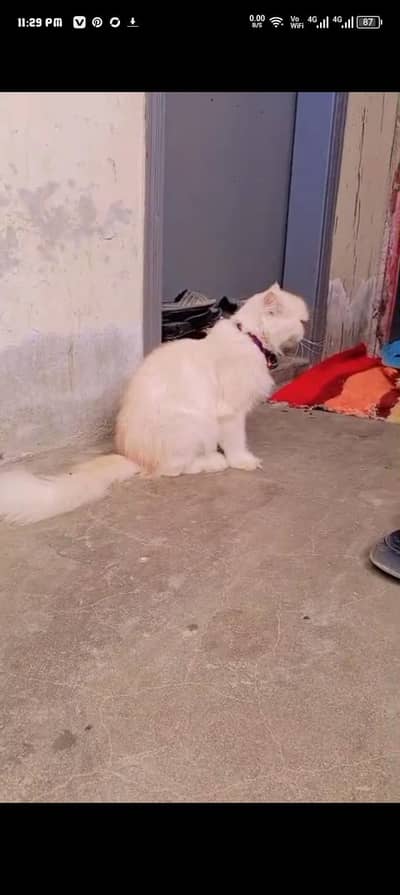 this Persian cat