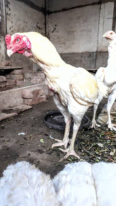 Sindhi Heera Chicks For Sale