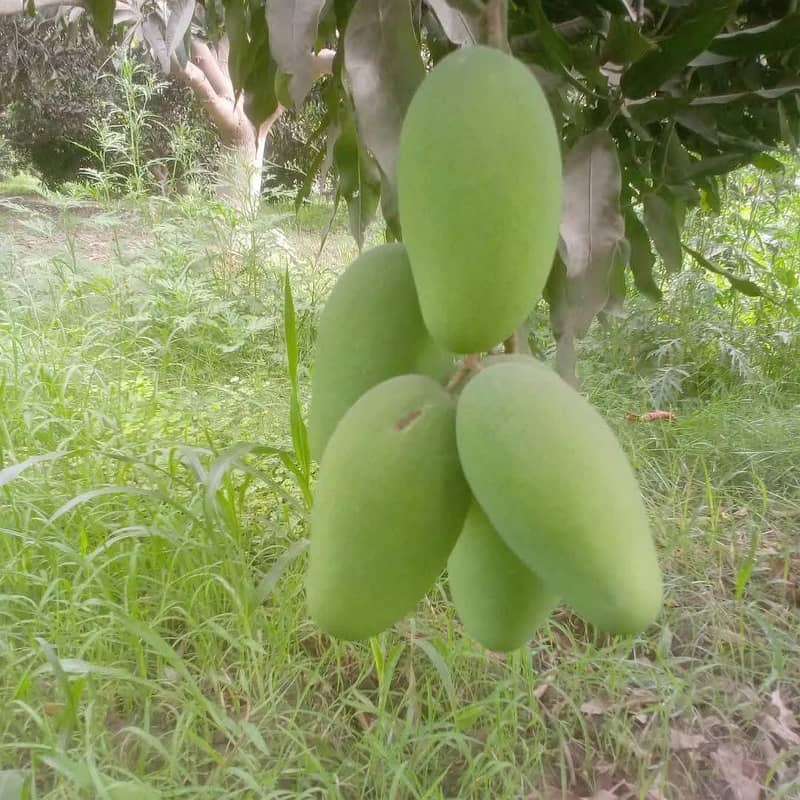 Mangos  1