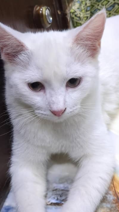 Persian cat 10000 each