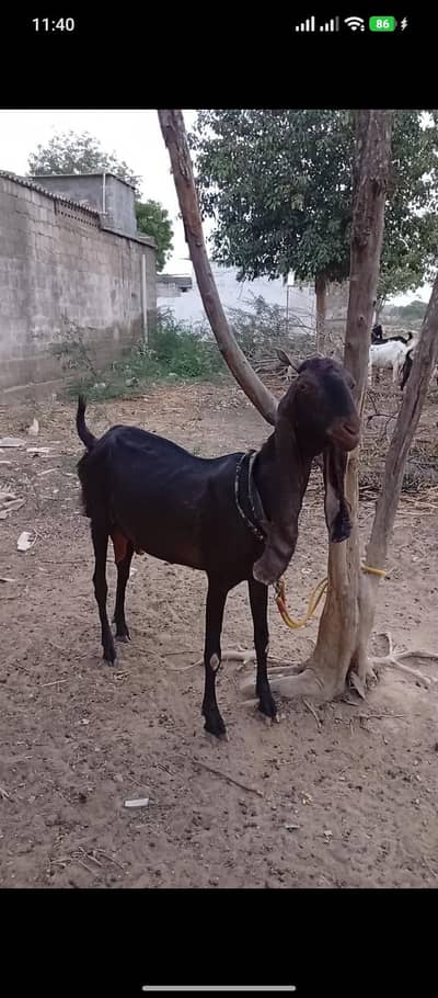 pure kamori bakri