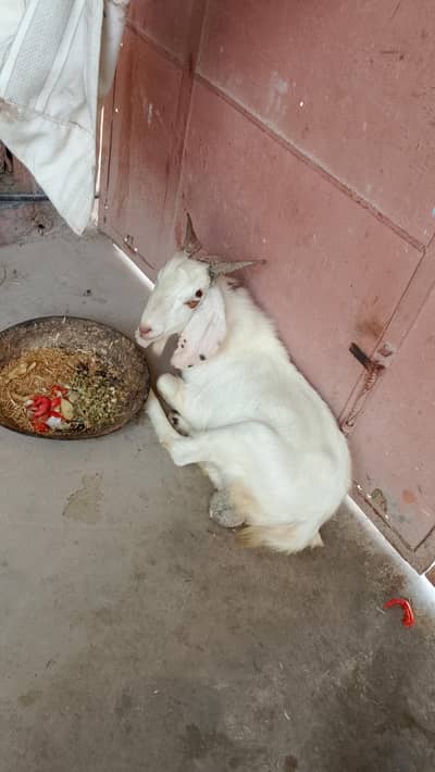 1 bakra